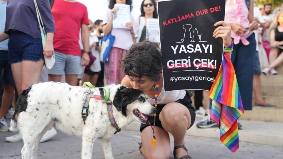 Rapport: Dierenrechten vinden nauwelijks gehoor in het Turkse parlement