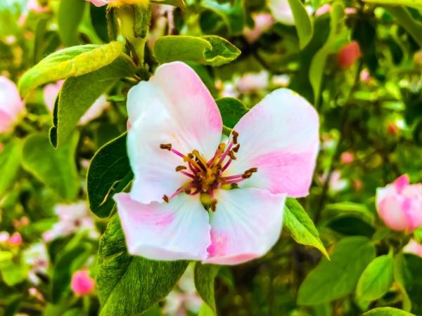 Een cruciale drempel voor democratische integratie