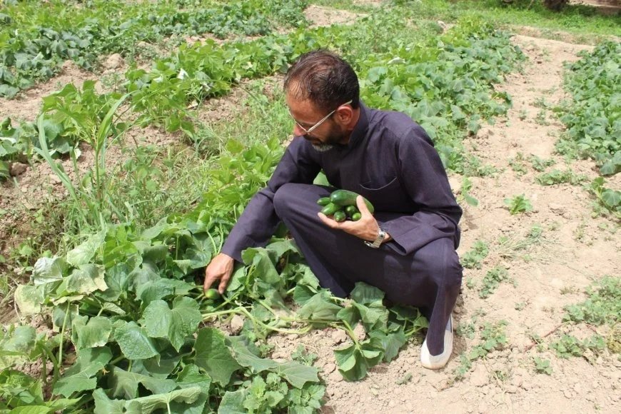 FAO lanceert project van 5 miljoen dollar ter ondersteuning van de voedselzekerheid in Noordoost-Syrië