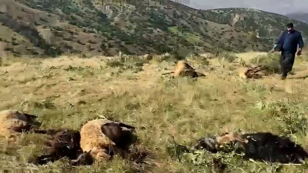 Xîzan: Dorpsbewakers doden 100 schapen en bedreigen herders